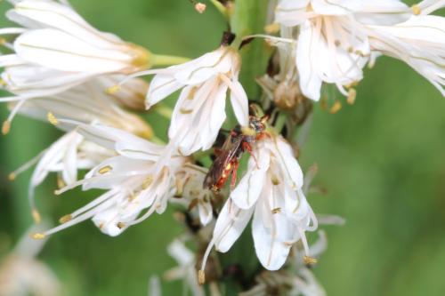 Nomada sp.